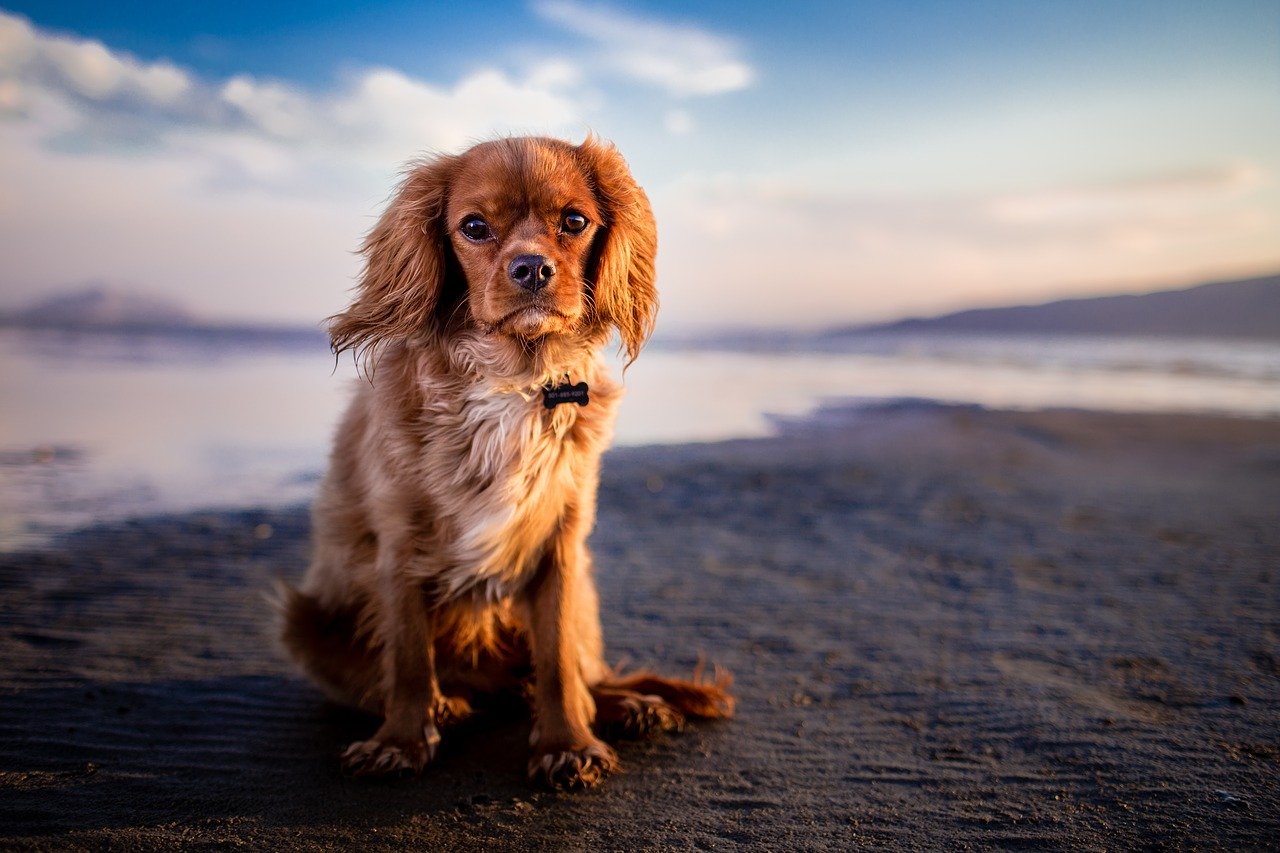Comment prendre soin de la santé de son chien