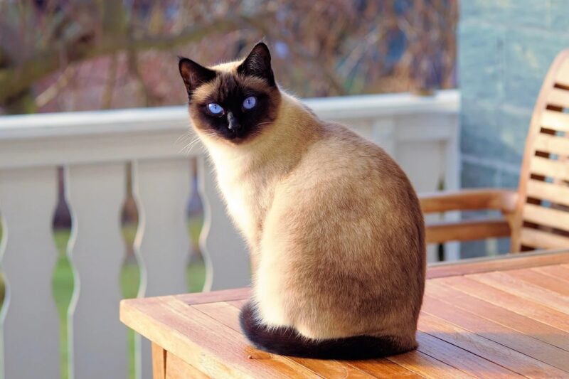 Bien choisir les croquettes pour la santé de son chat